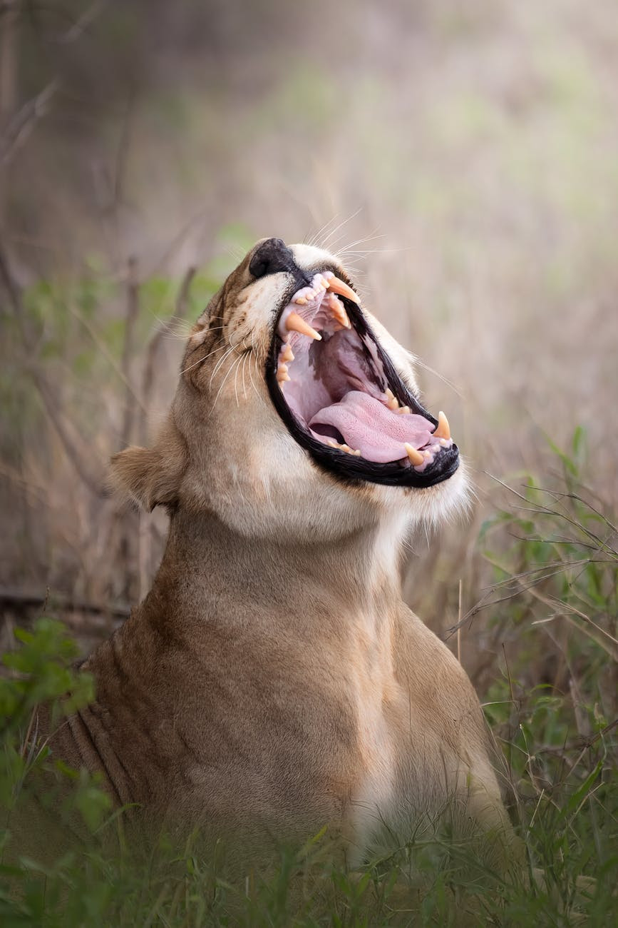 Lionne avançant dans la savane dorée