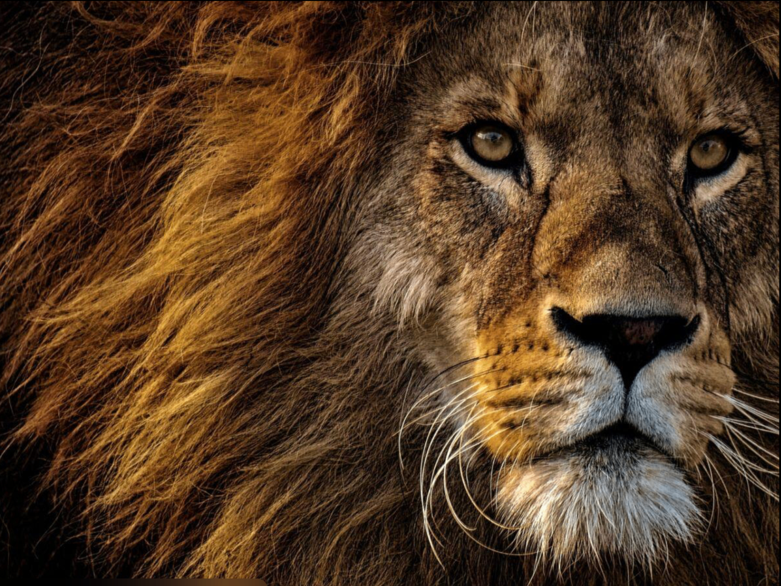 Portrait rapproché d'un lion à la crinière dorée
